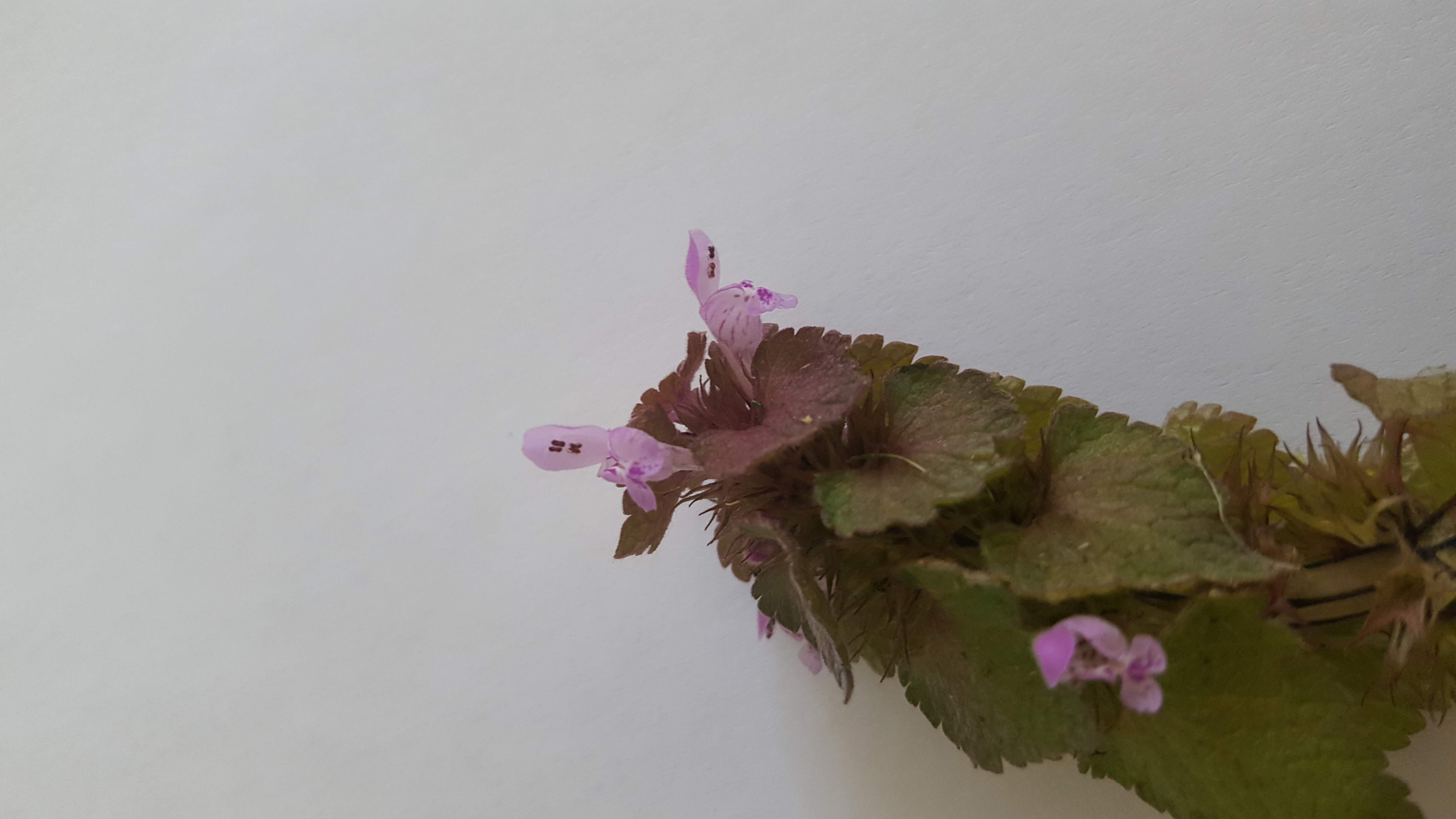 Annexe 20200403_112710.jpg