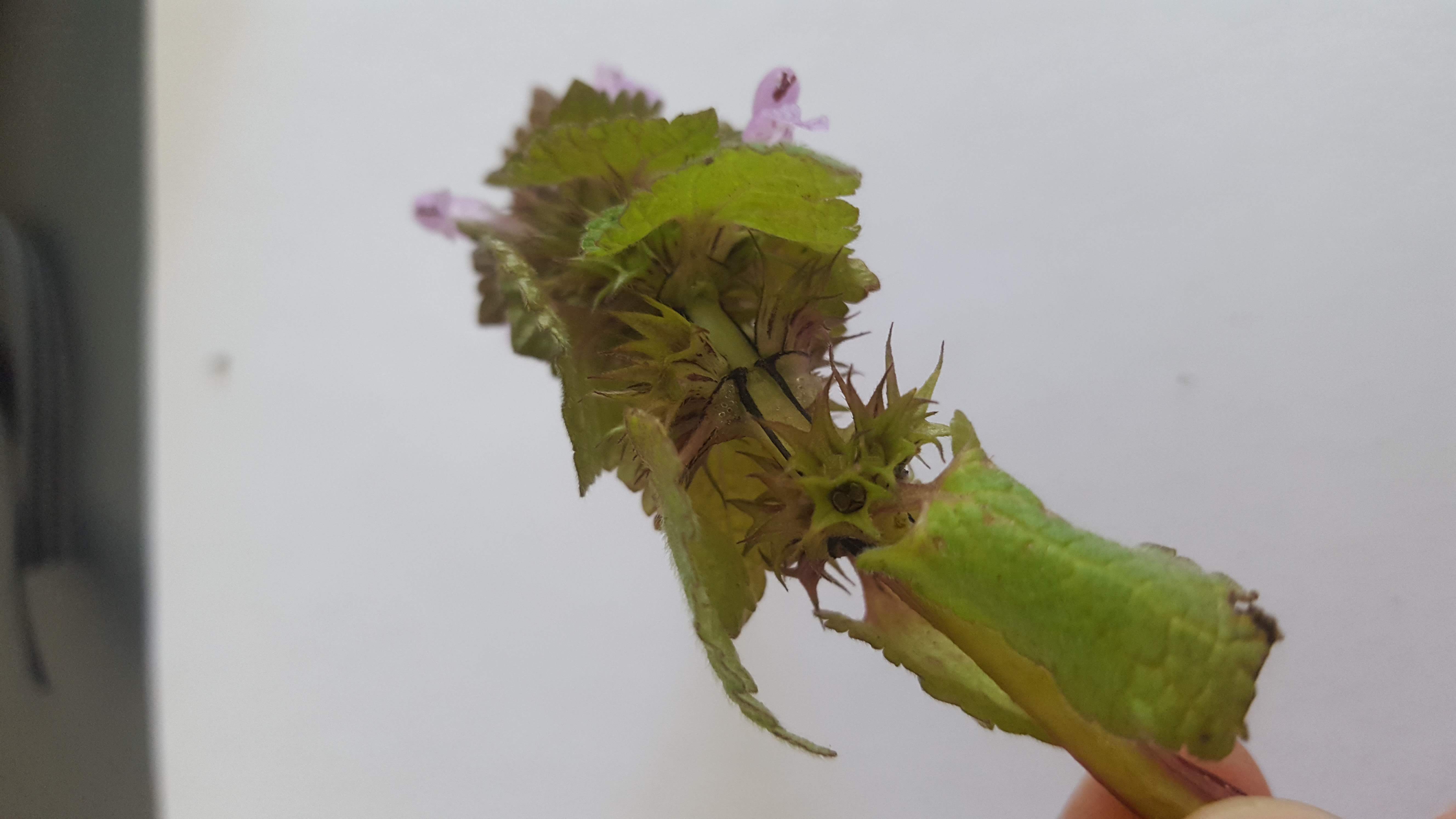 Annexe 20200403_112750.jpg