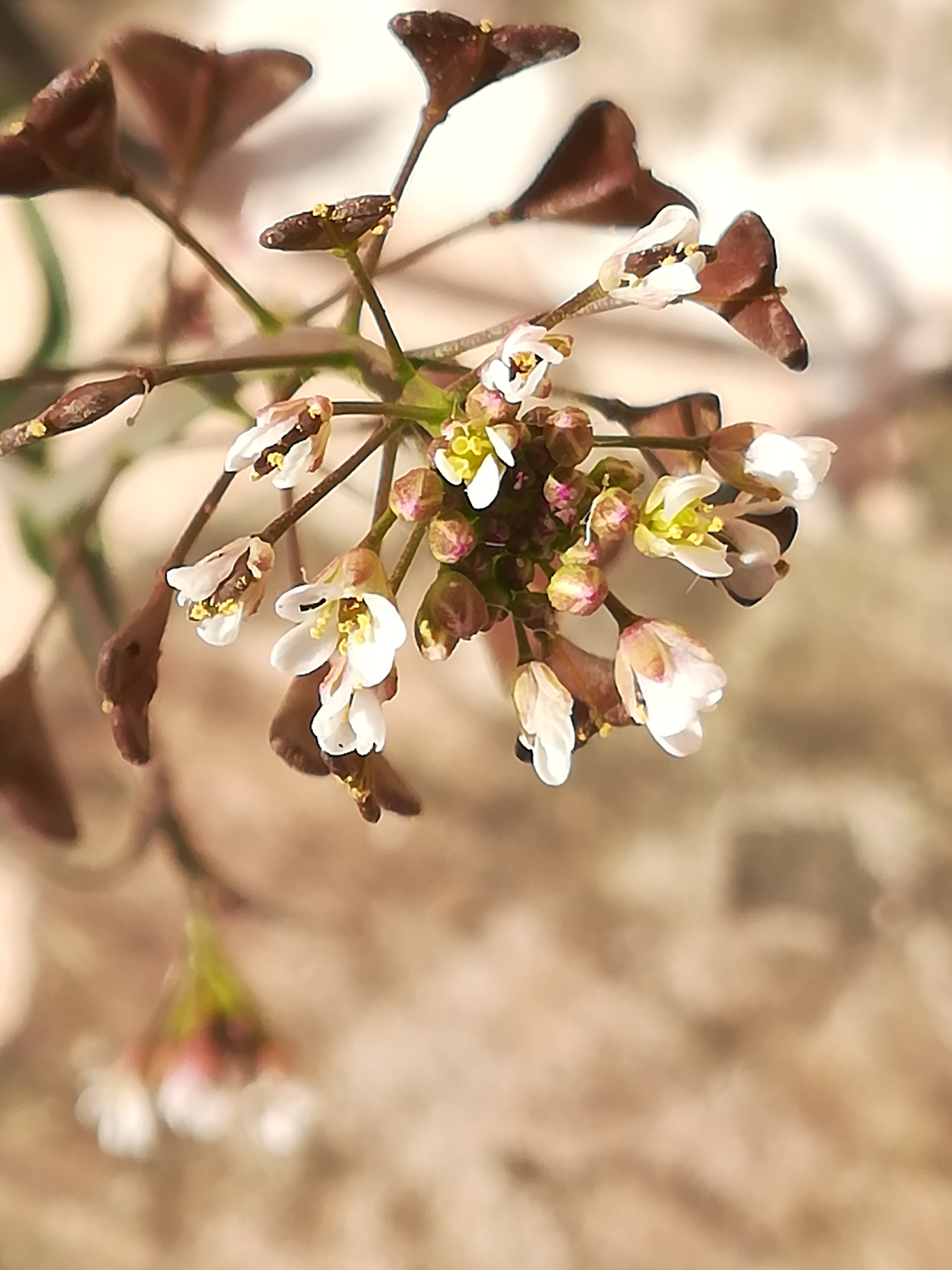 Annexe IMG_0079.jpeg