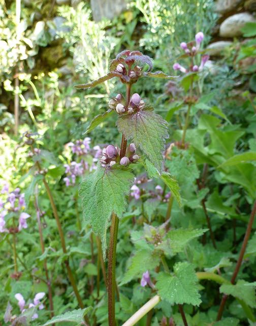 Annexe P1060325.jpeg