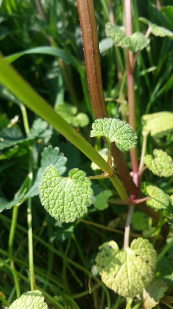Annexe lamier pourpre feuille.jpg