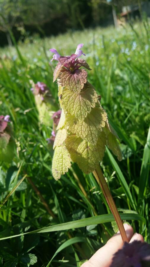 Annexe lamier pourpre fleur.jpg
