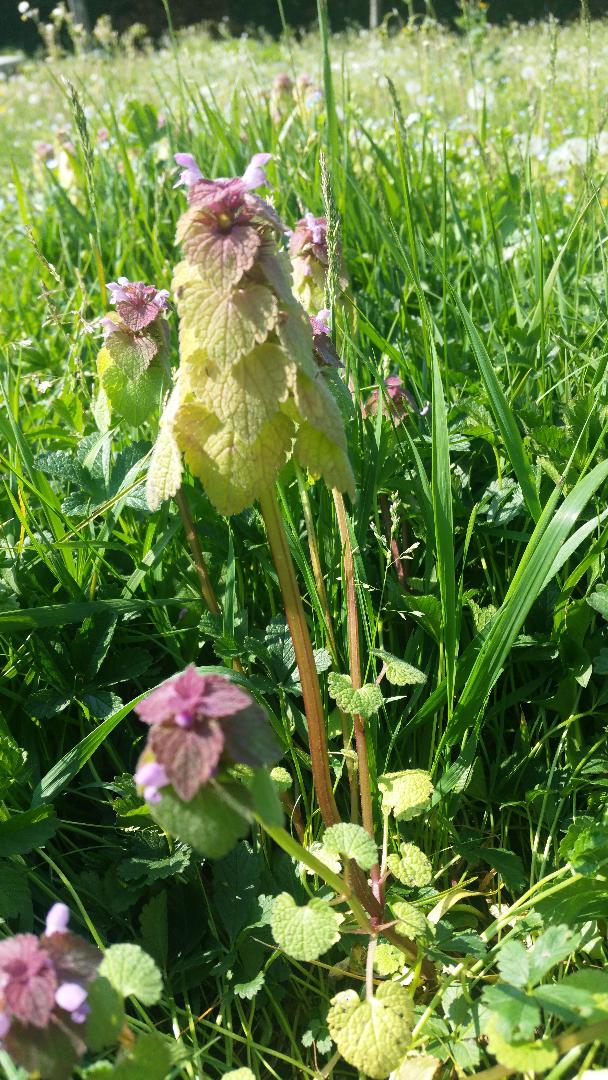 Annexe lamier pourpre globale.jpg