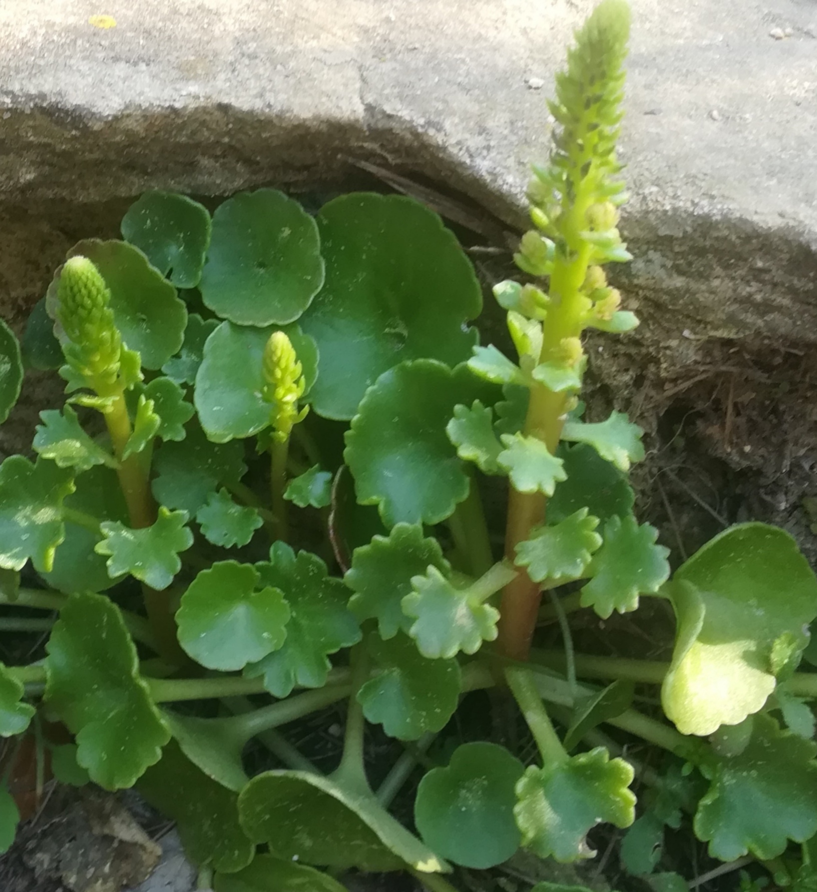 Annexe IMG_20200403_122037.jpg