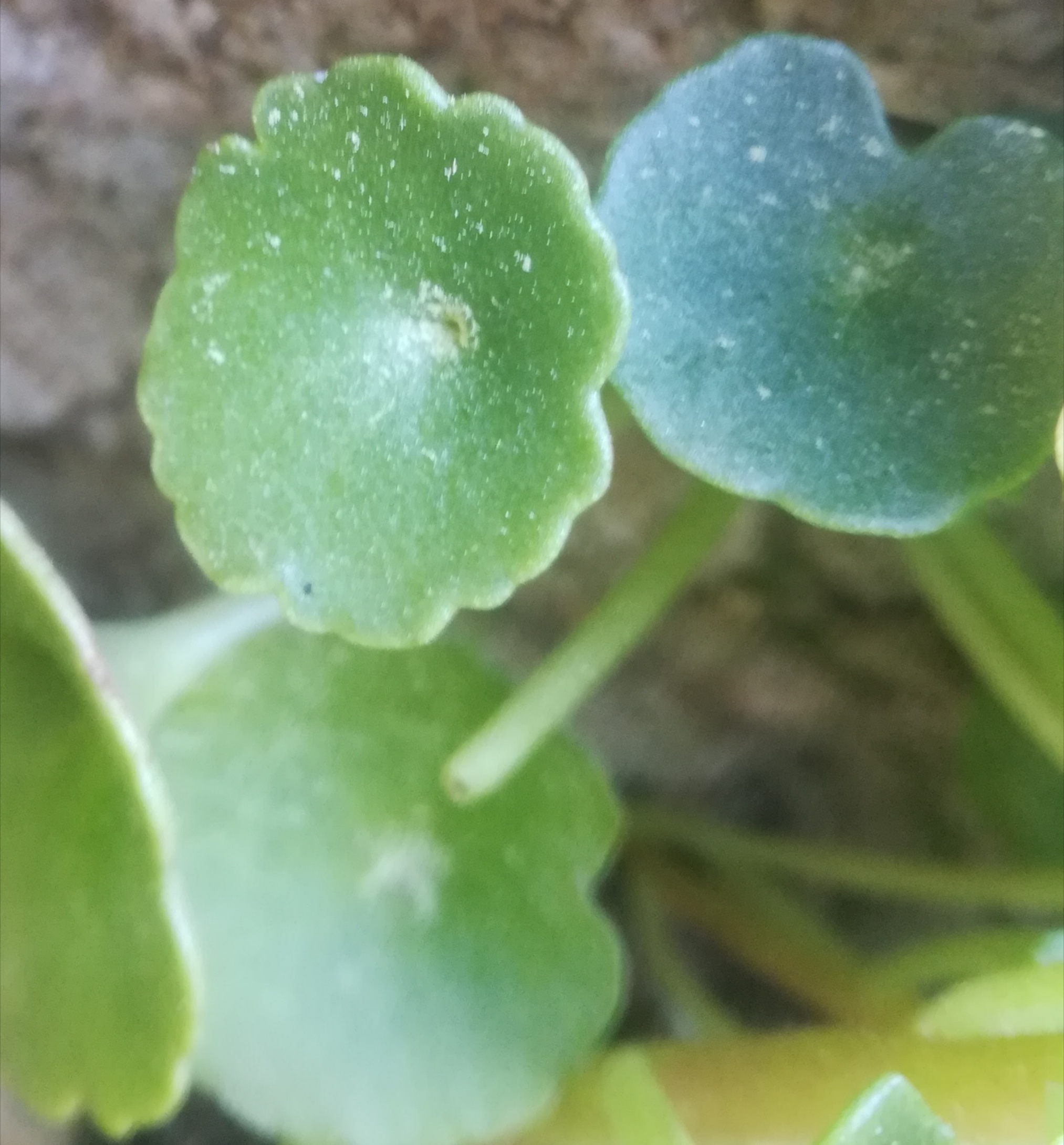 Annexe IMG_20200403_122125.jpg