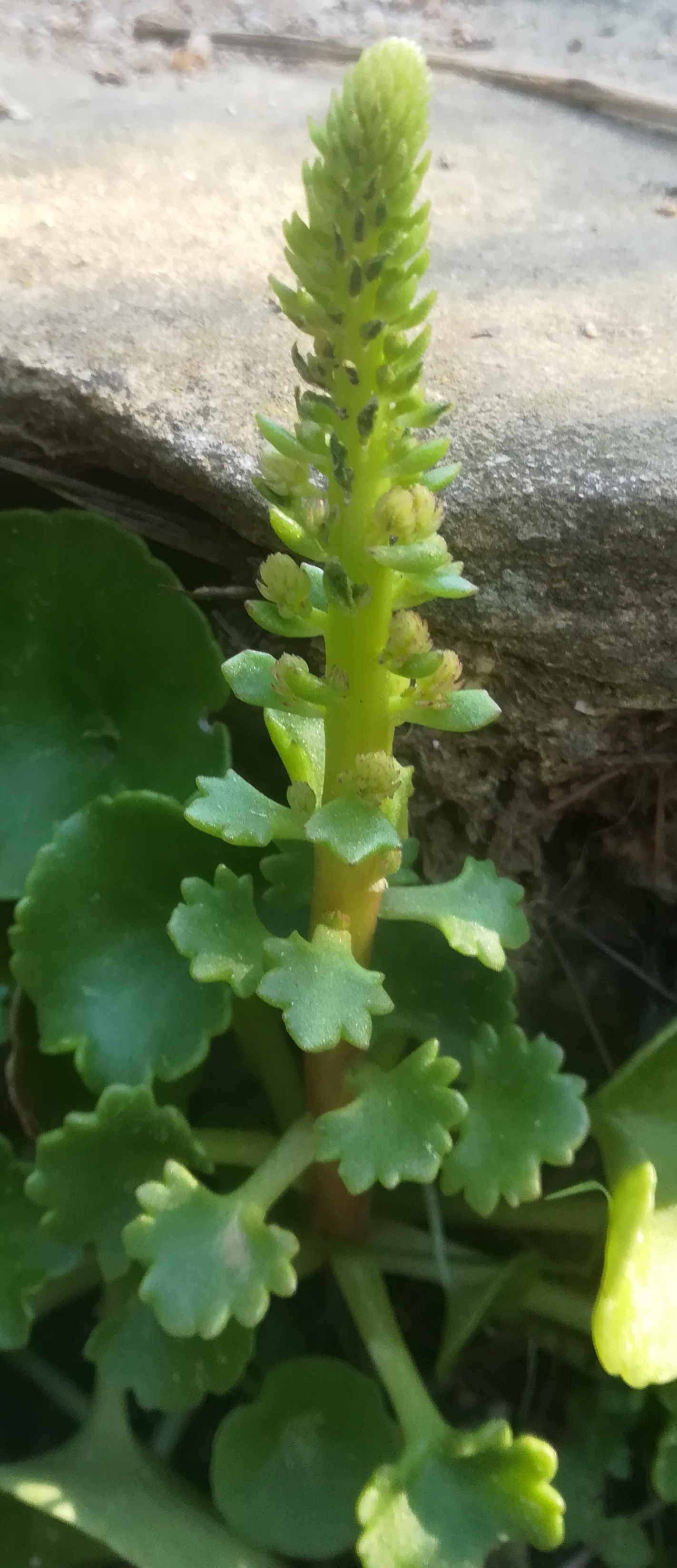 Annexe IMG_20200403_122158.jpg