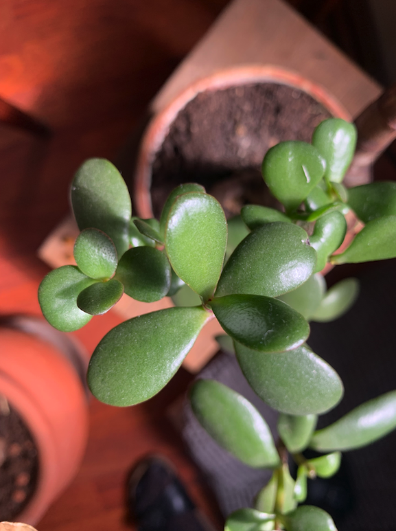 Annexe Capture d’écran 2020-04-03 à 13.05.48.png