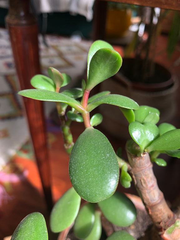 Annexe Capture d’écran 2020-04-03 à 13.06.09.png