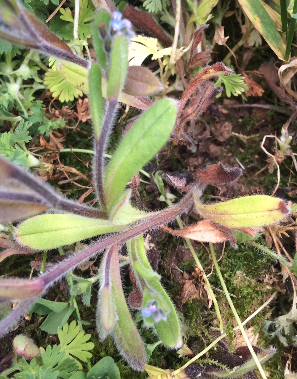 Annexe myosotis 2.jpg