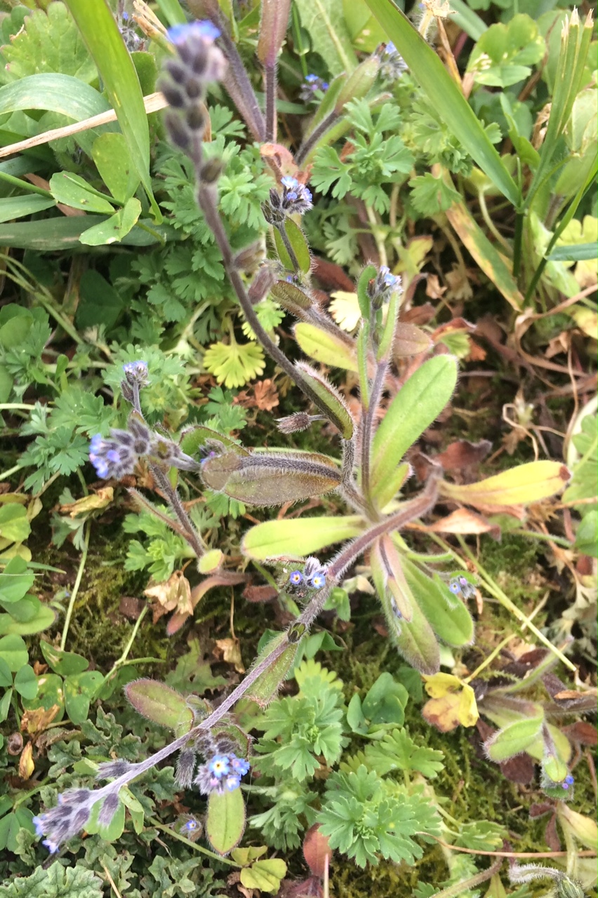 Annexe myosotis 3.jpg