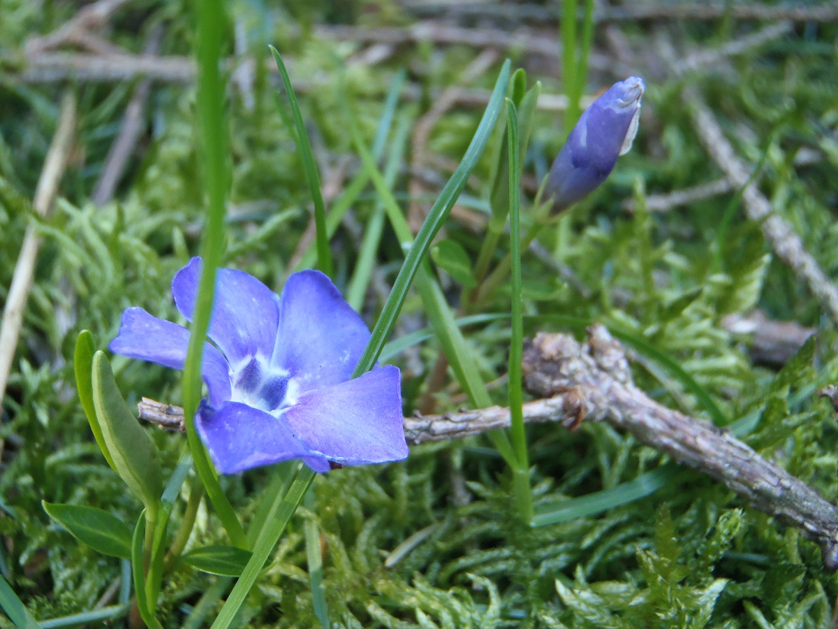 Annexe P4010071 pervenche 2.jpg