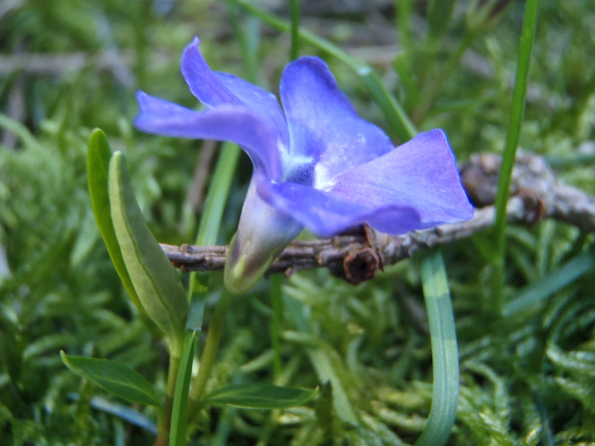 Annexe P4010072 pervenche 3.jpg