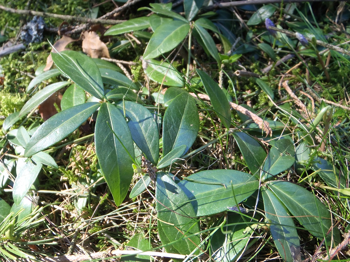 Annexe P4010077 pervenche 1.jpg