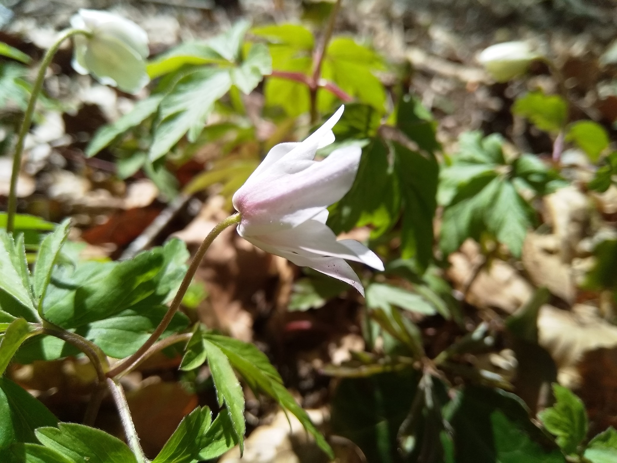 Annexe IMG_20200330_143456.jpg