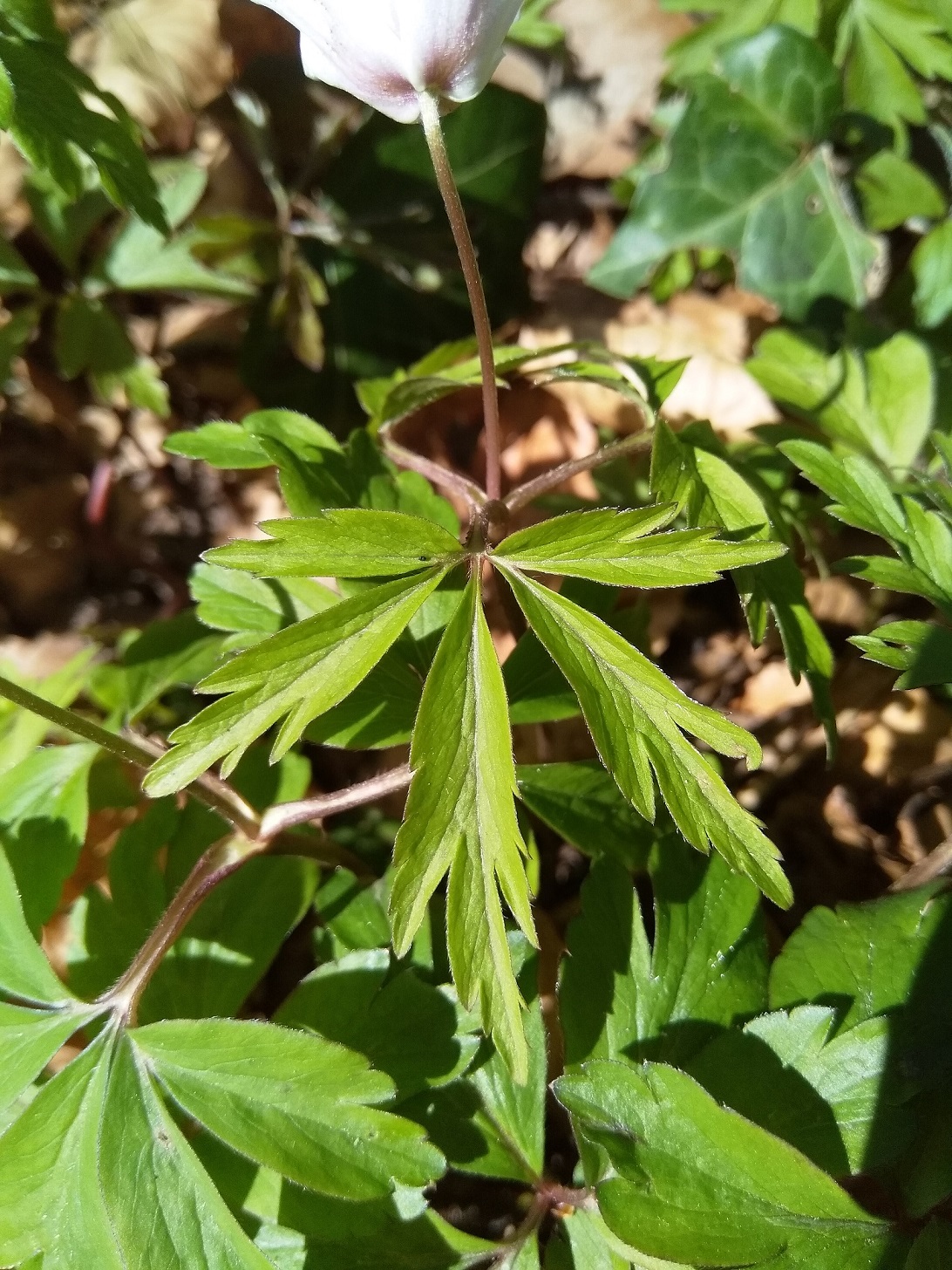 Annexe IMG_20200330_143504.jpg