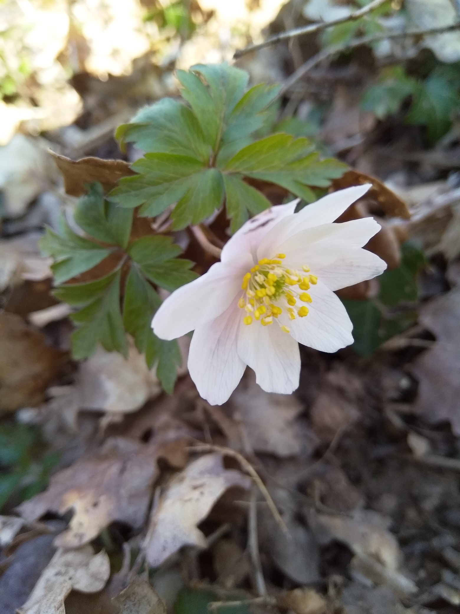 Annexe IMG_20200330_150157.jpg