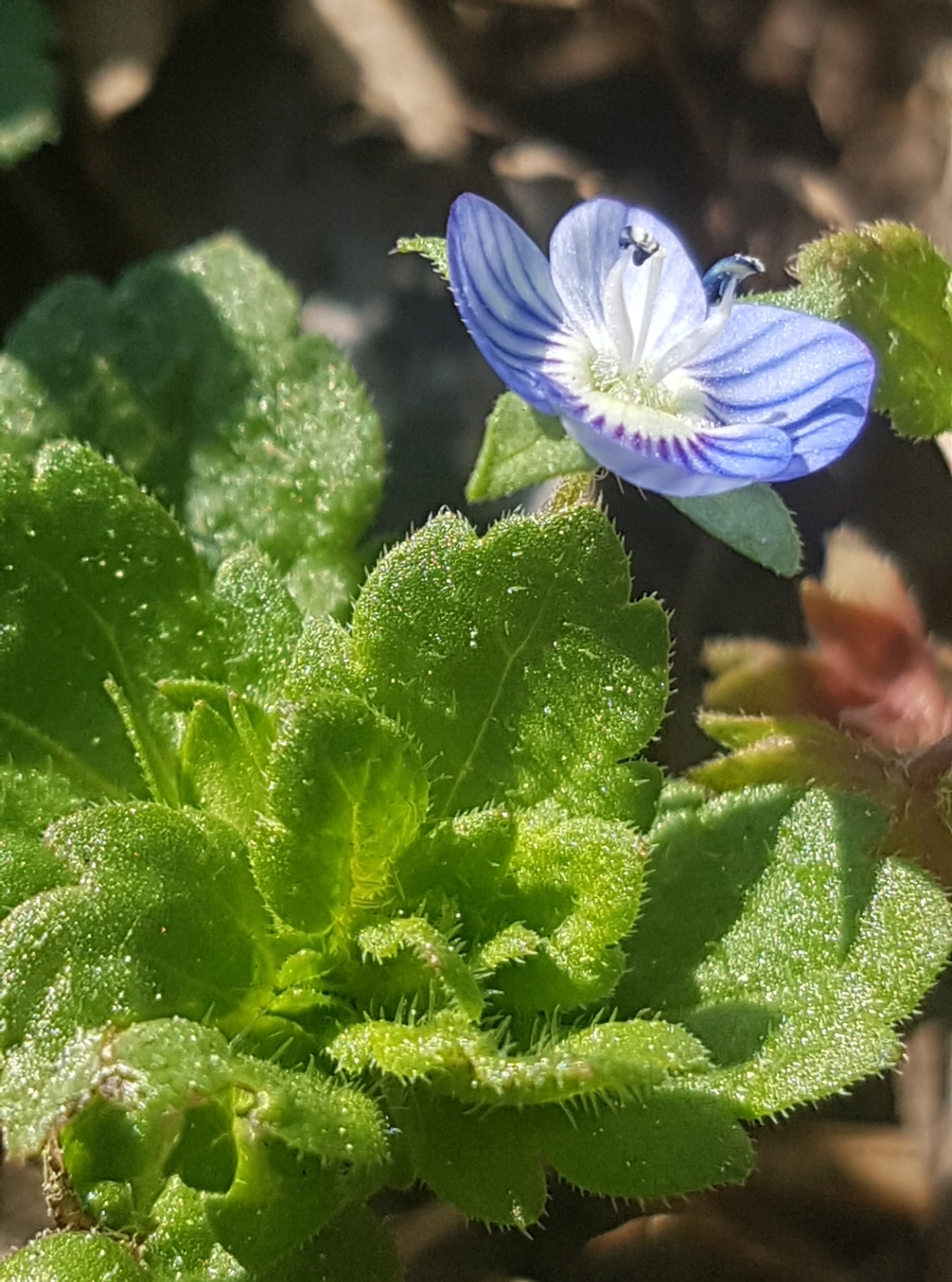 Annexe Screenshot_20200403-141240_Gallery.jpg