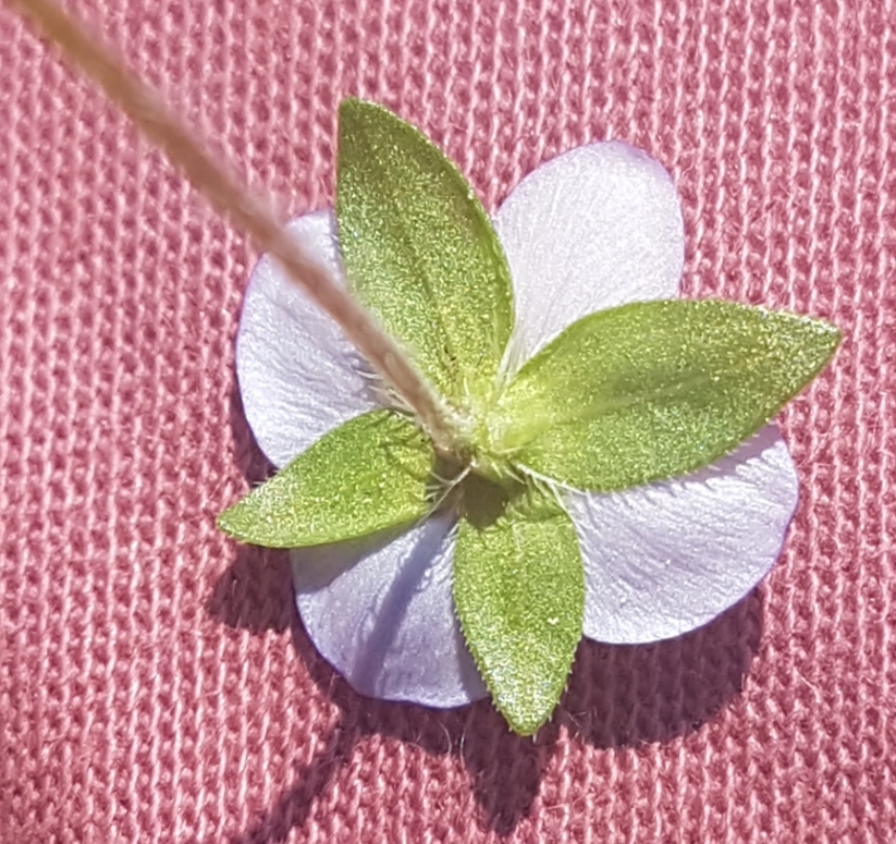 Annexe Screenshot_20200403-141302_Gallery.jpg