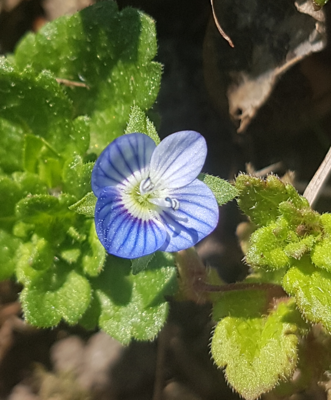 Annexe gros plan Véronique .jpg