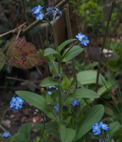 Annexe PLANTE 2b.JPG