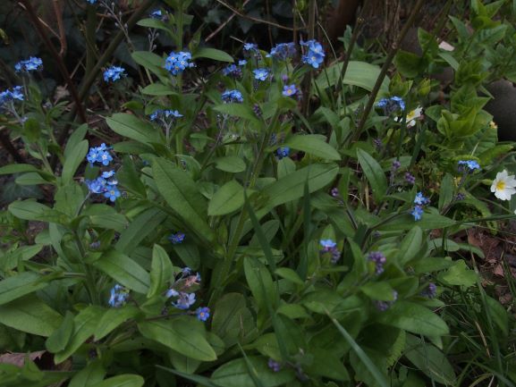 Annexe PLANTE 2d.JPG