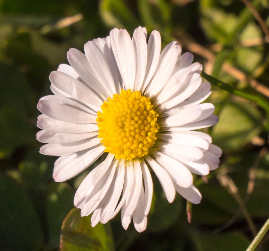 Annexe Pâquerette plan serré.JPG