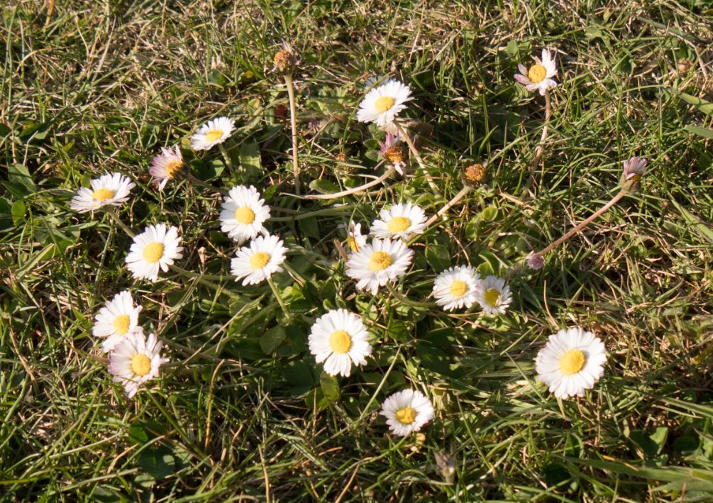 Annexe Pâquerettes bouquet.JPG