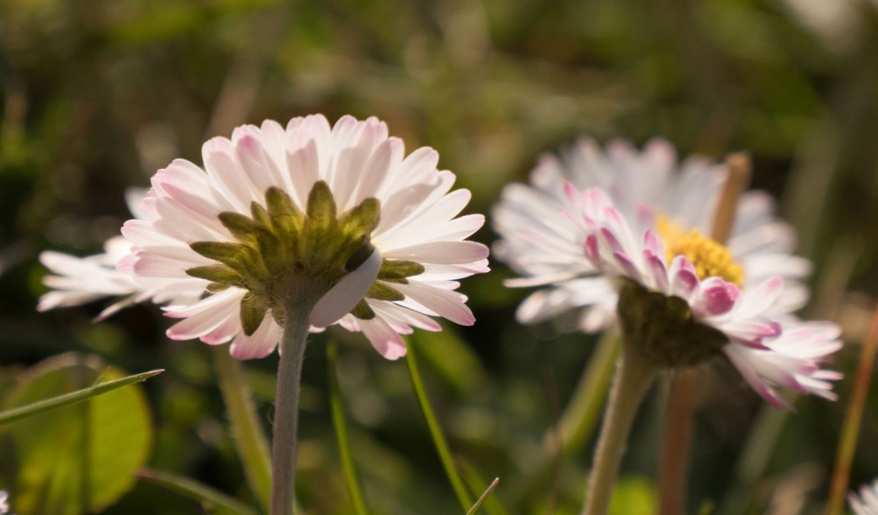 Annexe Pâquerettes bractées.JPG
