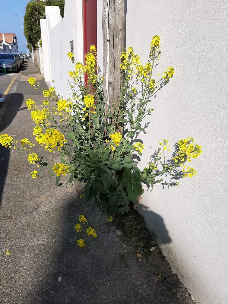 Annexe 20200403_104427_resized_1.jpg