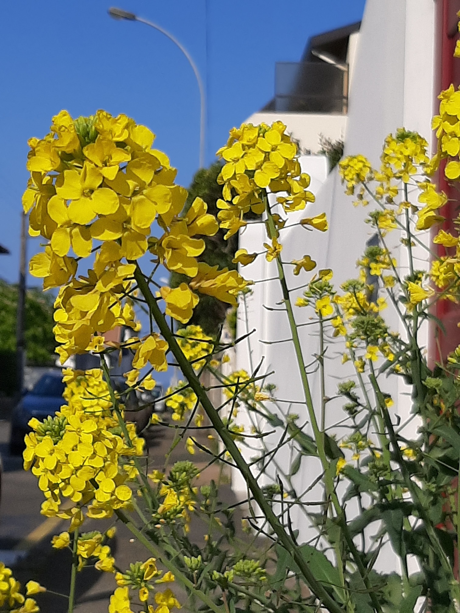 Annexe 20200403_104508_resized.jpg