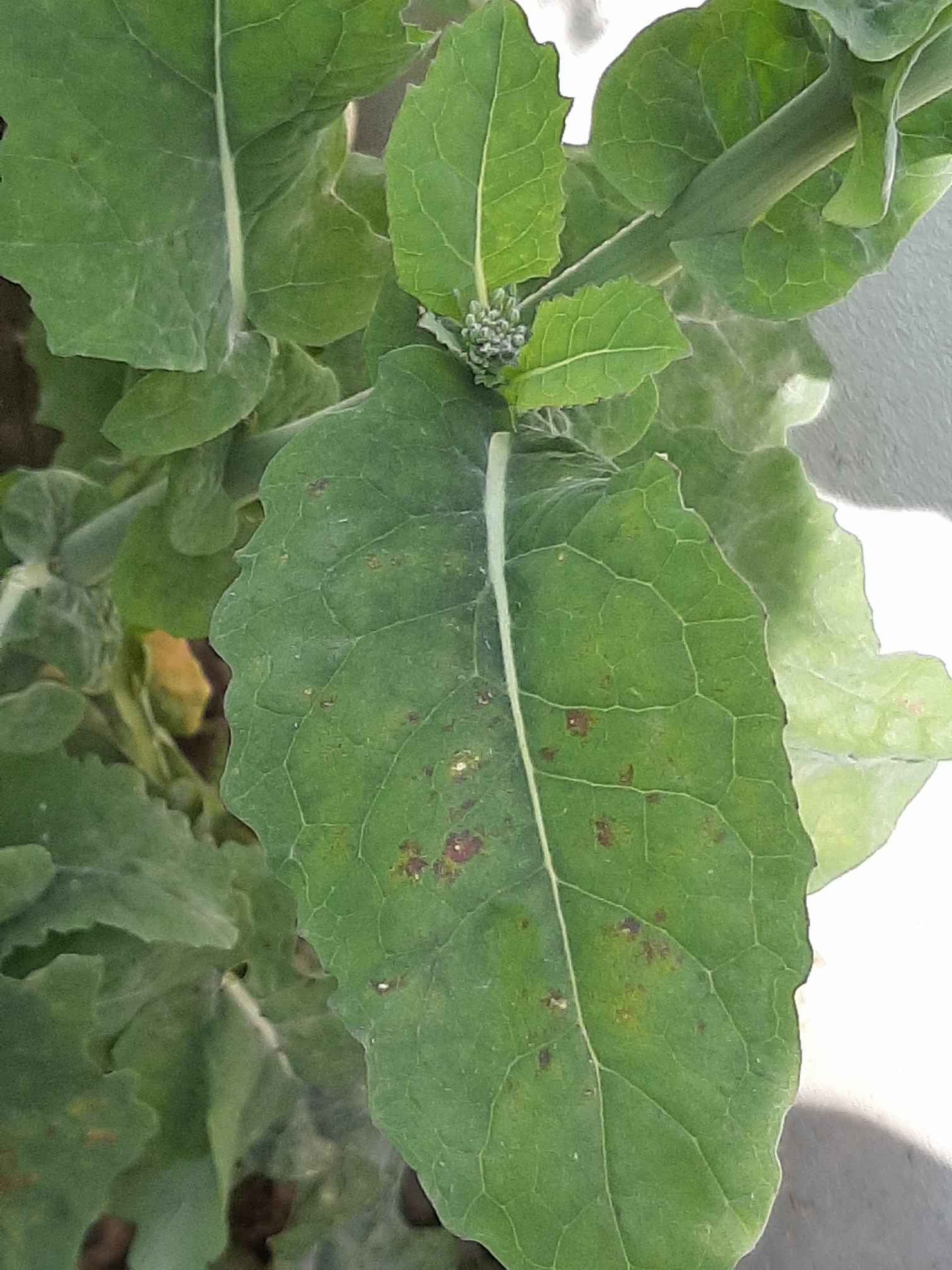 Annexe 20200403_104515_resized.jpg