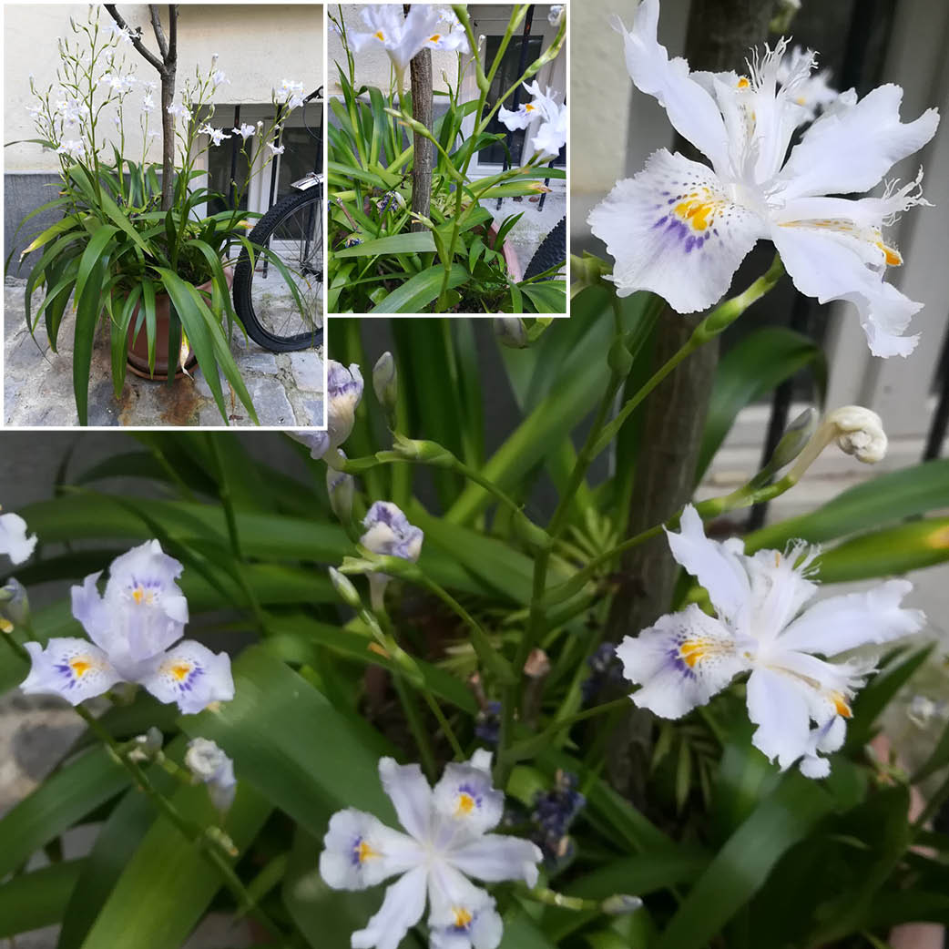 Annexe plante_ex1.jpg