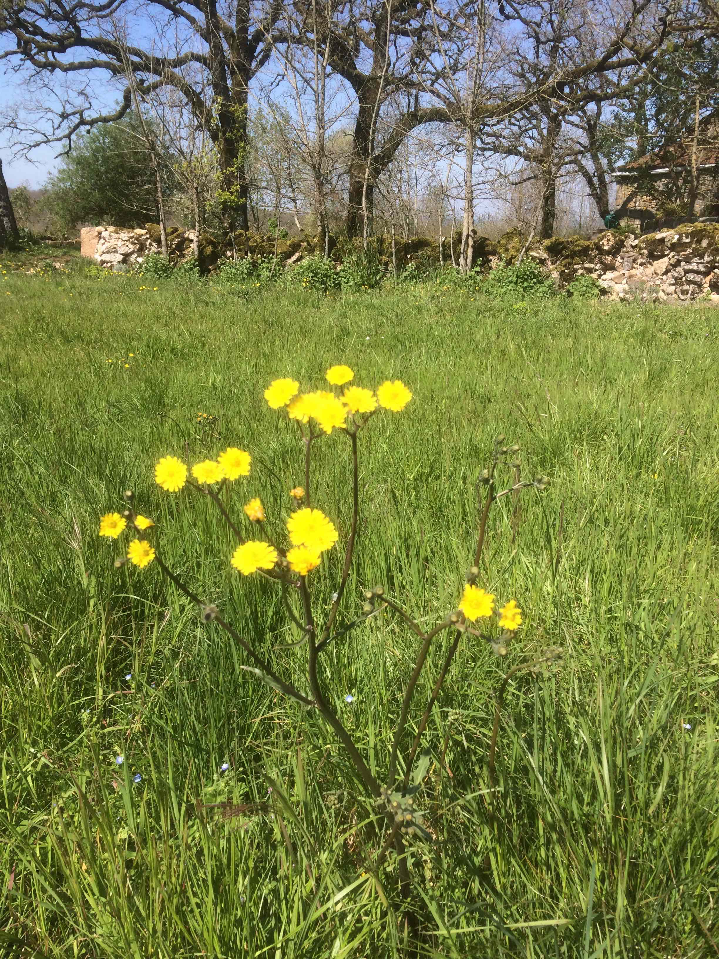 Annexe Laiteron 2.jpg