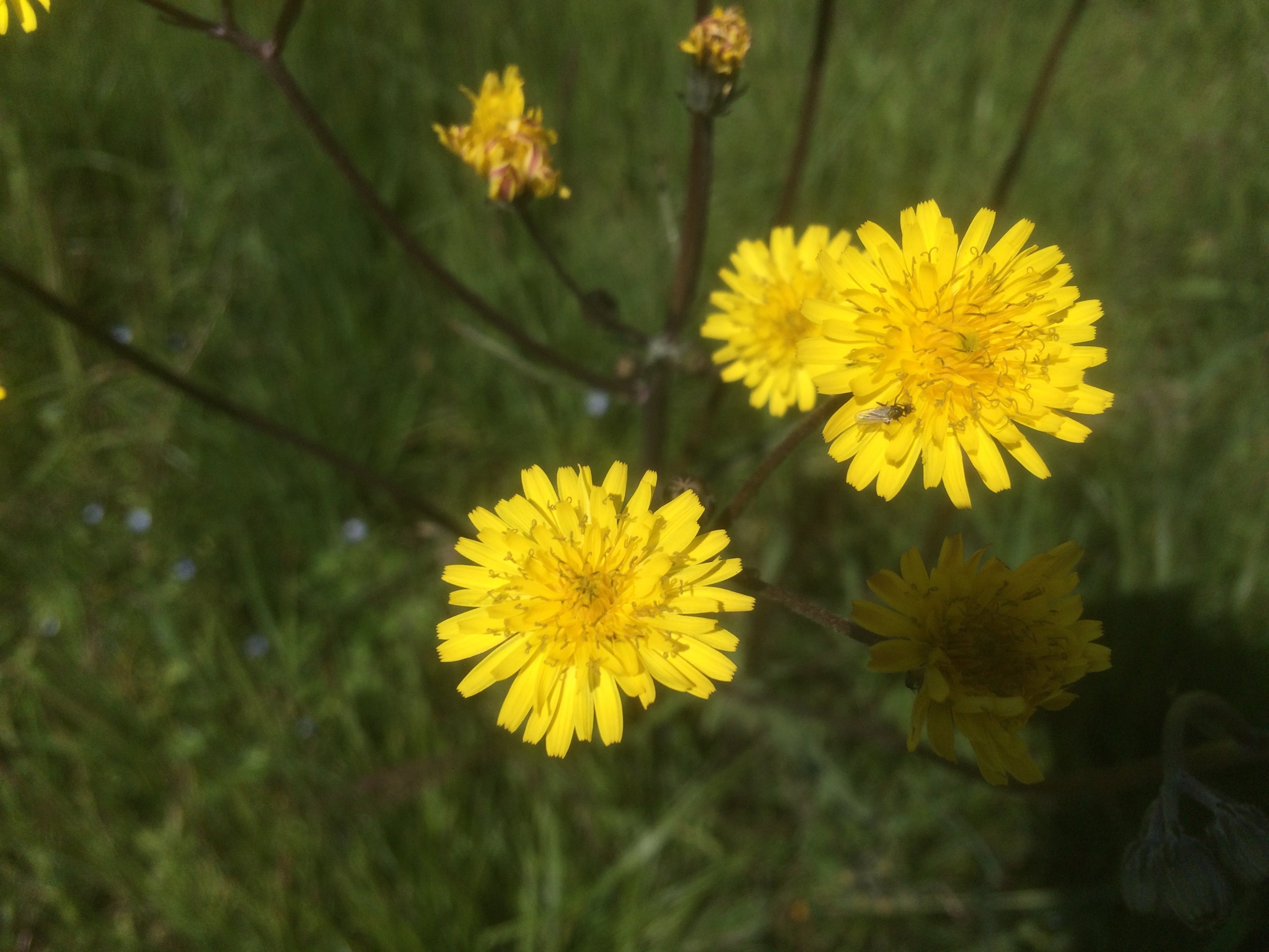 Annexe Laiteron 3.jpg