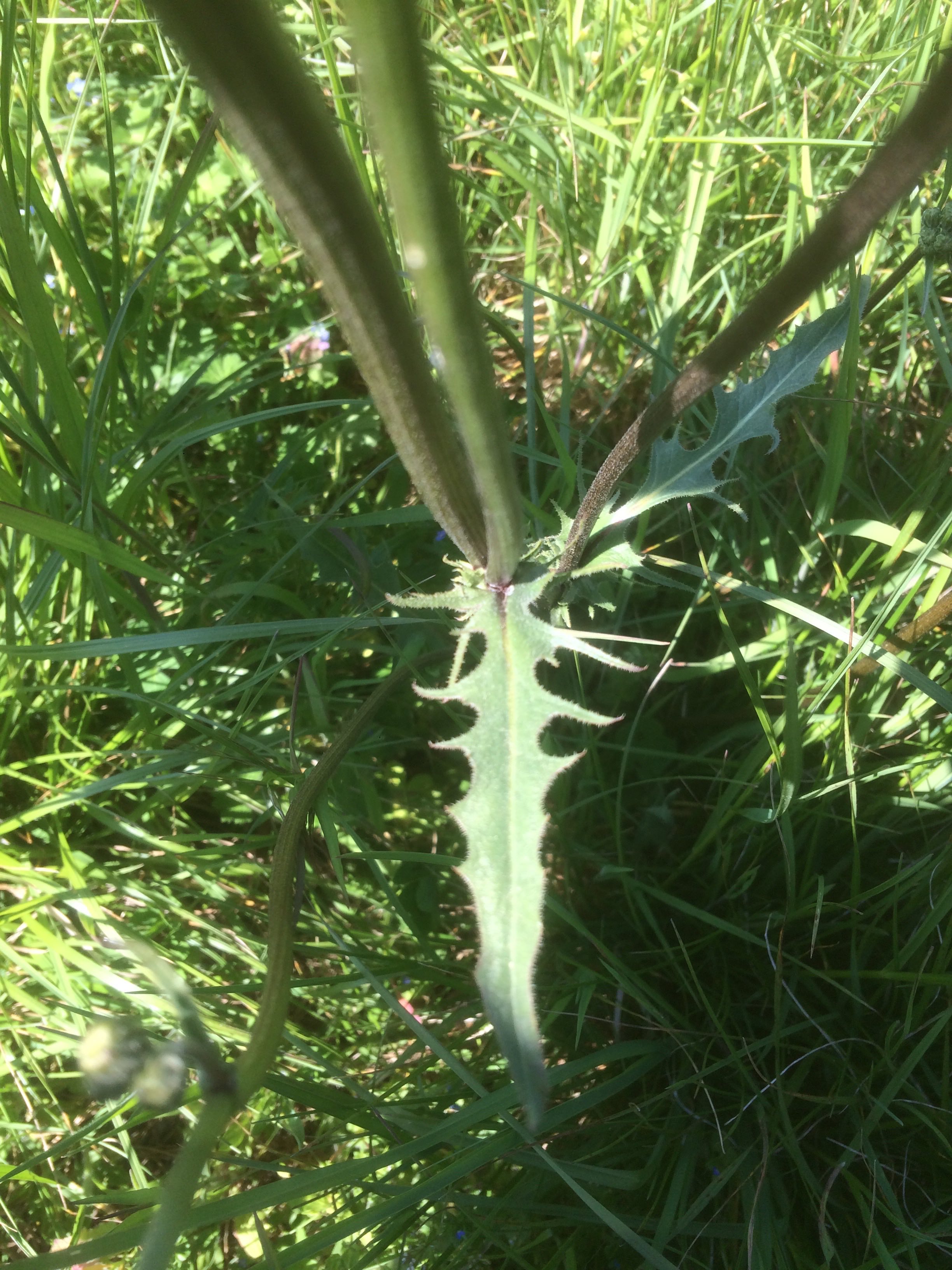 Annexe Laiteron 4 - feuille.jpg