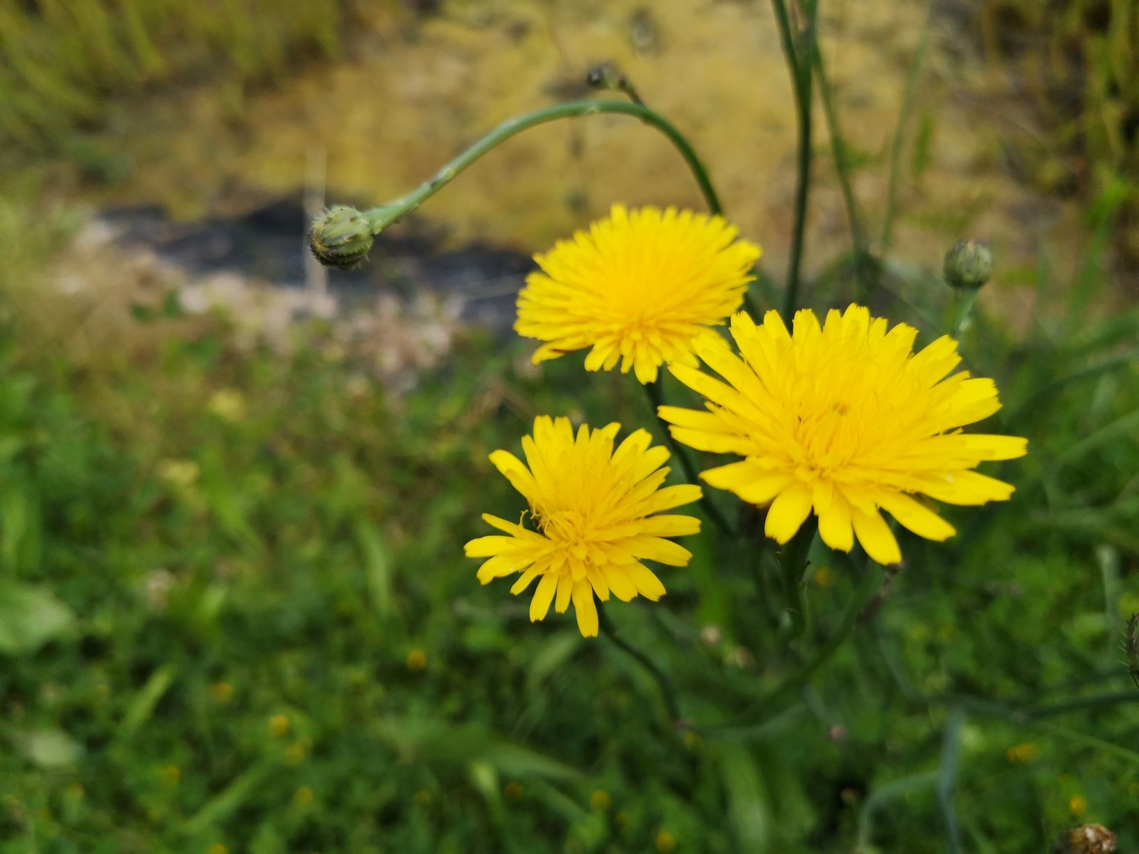 Annexe Fleurs dim.jpg