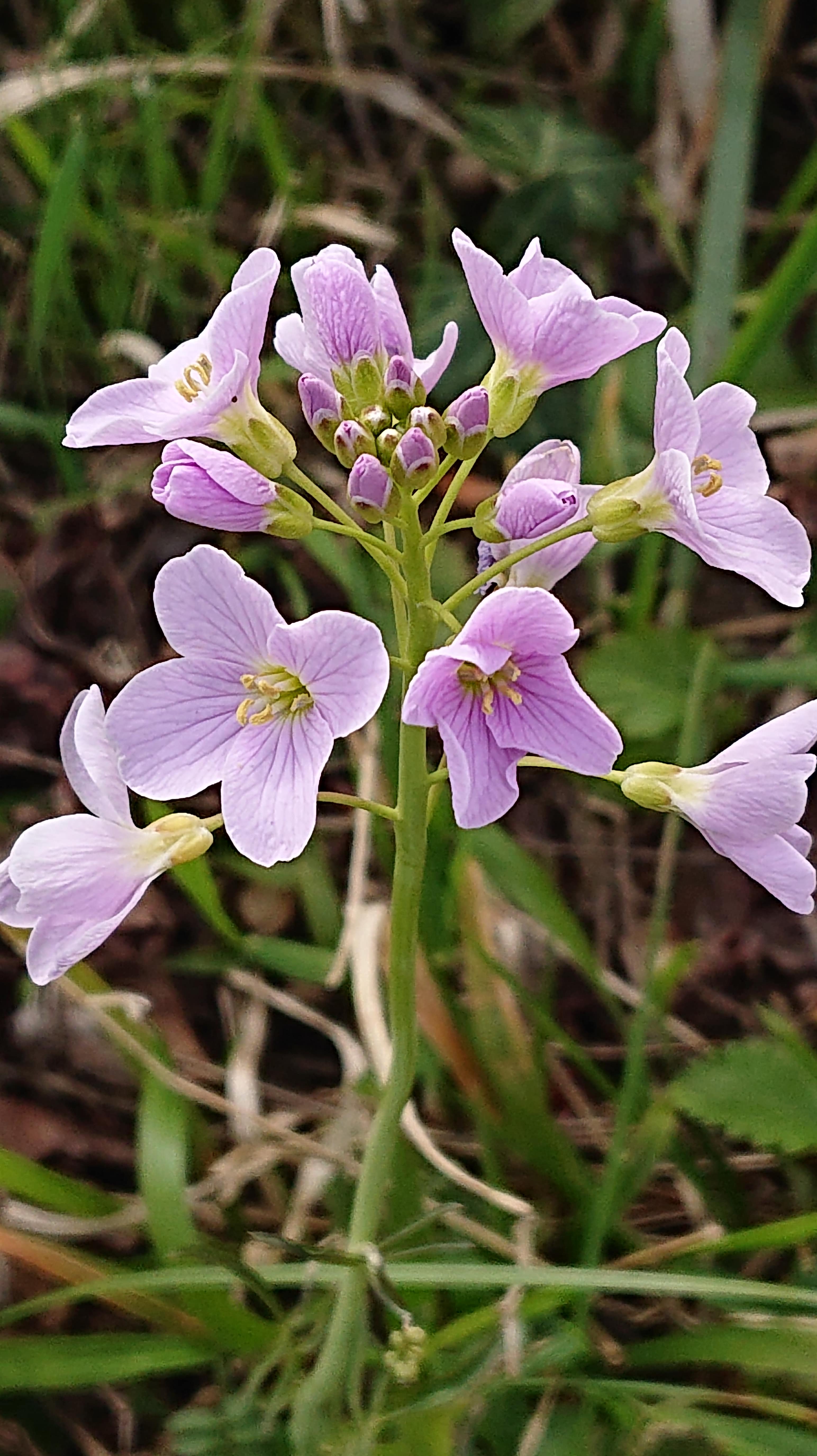 Annexe DSC_0096-min.JPG