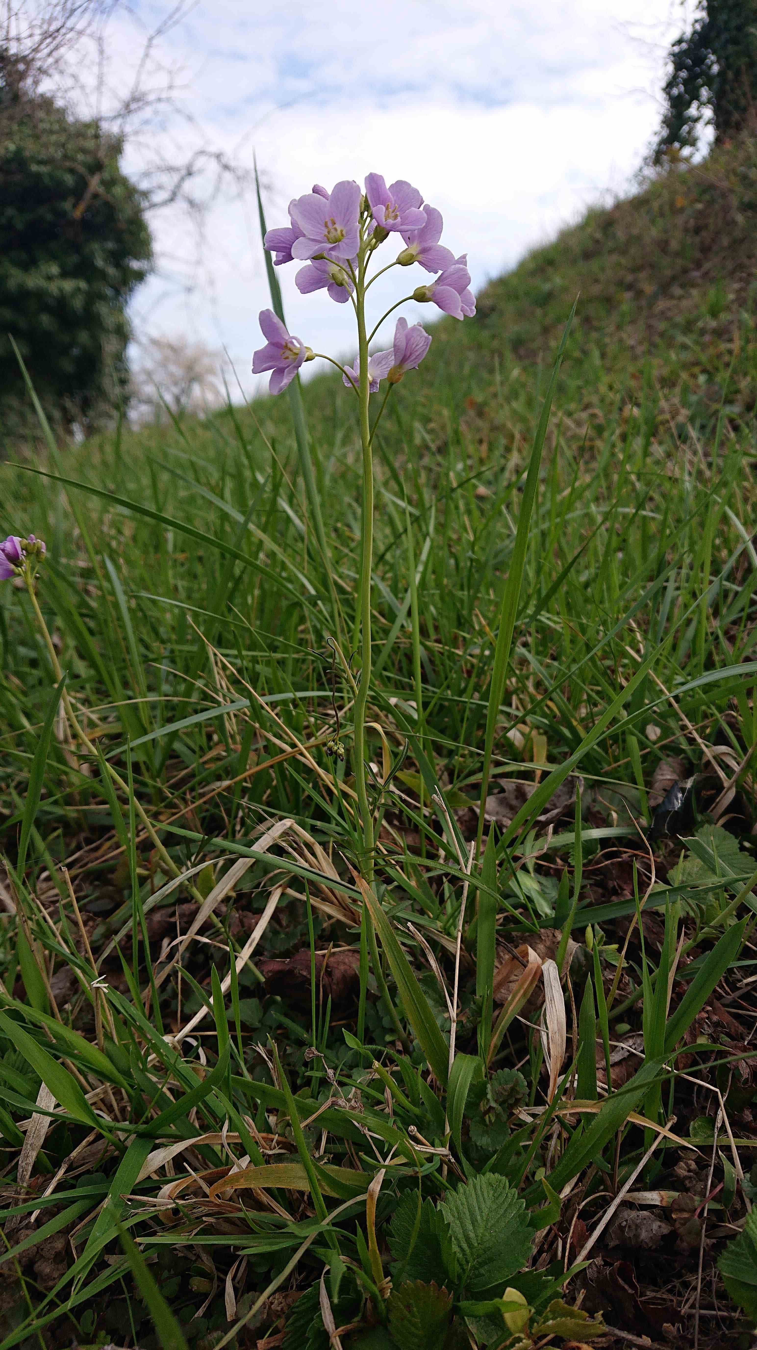 Annexe imageonline-co-compressed.jpg