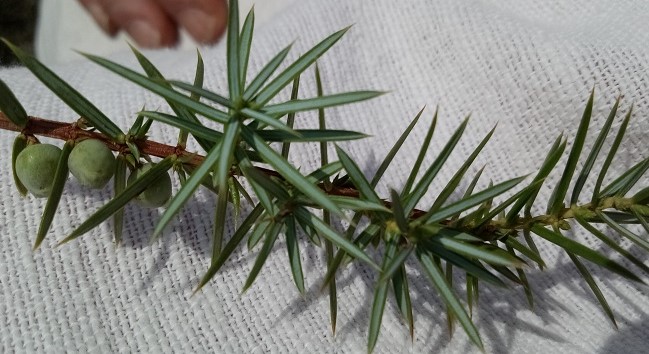 Annexe Photo 1 pour MOOC bota.jpg