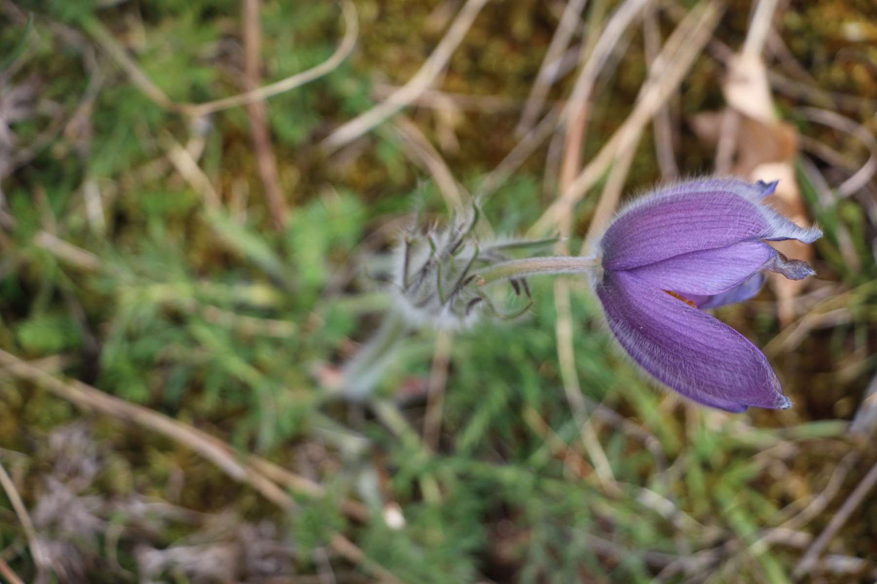 Annexe Vue du haut.jpg