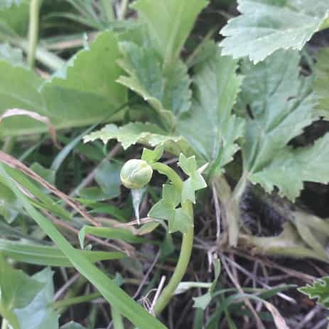 Annexe bourgeonfloral-resizeimage.jpg