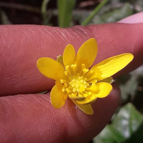 Annexe fleurs-resizeimage.jpg