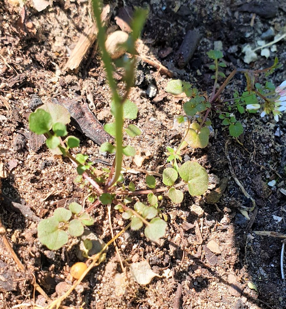 Annexe 20200403_132405 (2).jpg