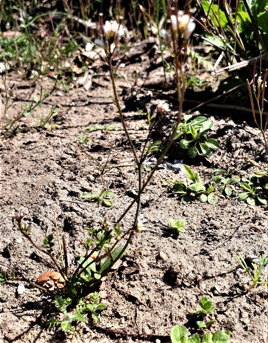 Annexe 20200403_132500 (2).jpg