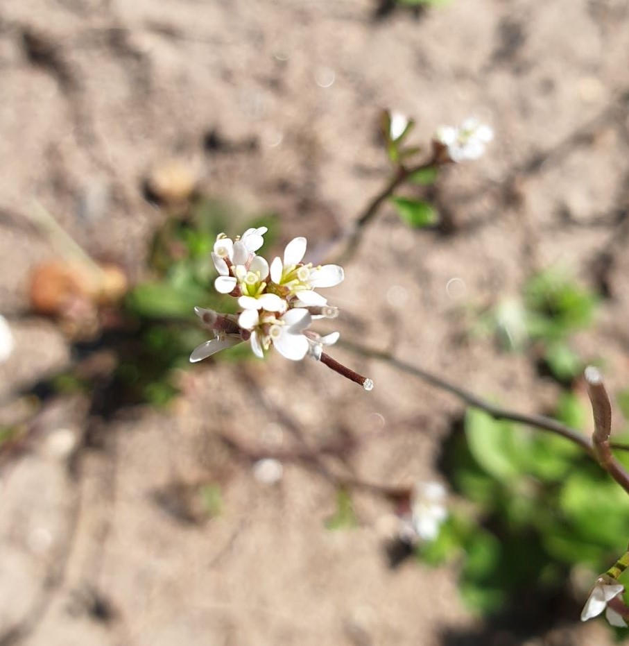 Annexe 20200403_132550 (2).jpg