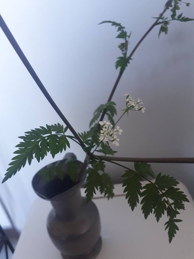 Annexe cerfeuil.JPEG