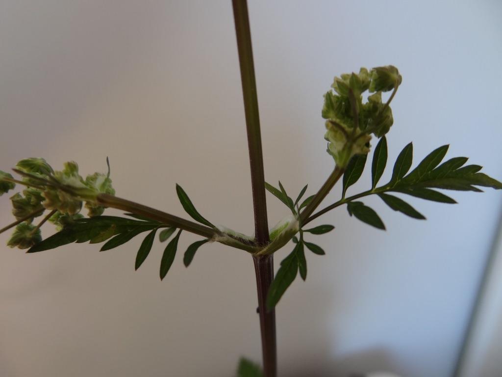 Annexe DSC05736 c.jpg