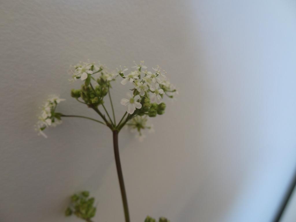 Annexe DSC05739c.jpg