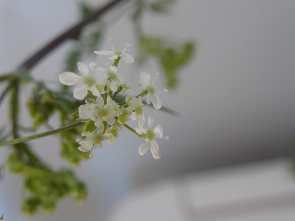 Annexe DSC05740c.jpg