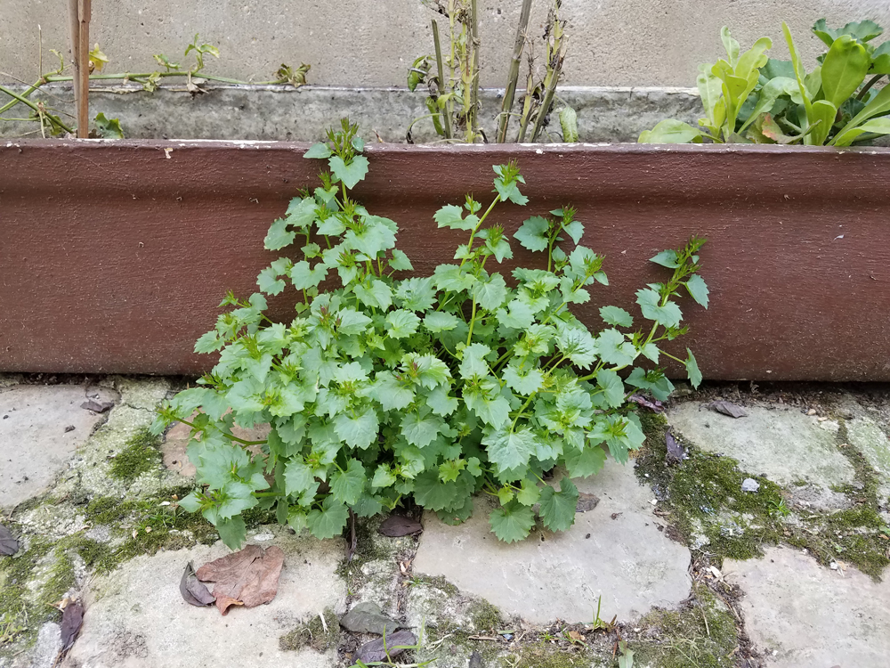 Annexe 20200403_134337.jpg